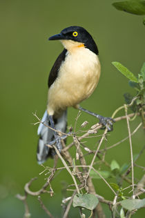 Close-up of a Black-Capped donacobius (Donacobius atricapilla) by Panoramic Images