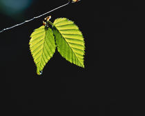 Two green leaves on thin branch on black von Panoramic Images