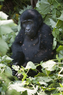 Mountain gorilla (Gorilla beringei beringei) in a forest by Panoramic Images