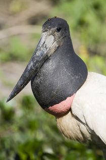 Close-up of a Jabiru stork (Jabiru mycteria) by Panoramic Images