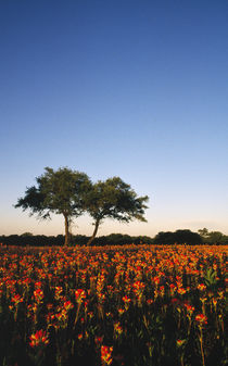 Trees In Field Of Blooming Wildflowers by Panoramic Images