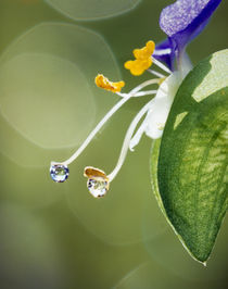 Water drops on Spiderwort flowers by Panoramic Images