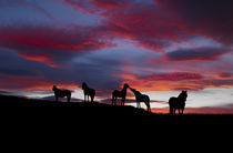 Silhouette of horses at night, Iceland von Panoramic Images