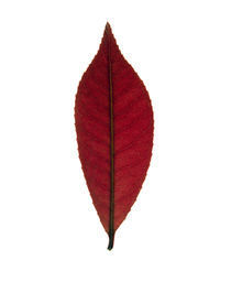 Close up of red leaf on white von Panoramic Images