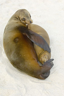 Galapagos sea lion (Zalophus wollebaeki) with its young one on the beach von Panoramic Images