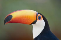 Close-up of a Toco toucan (Ramphastos toco) by Panoramic Images