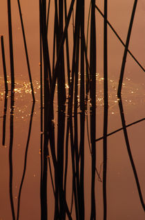 Detail Of Silhouetted Rushes (Juncus Spp) In Marsh Water by Panoramic Images