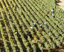 High angle view of manual workers picking grapes in a vineyard, Burgundy, France von Panoramic Images