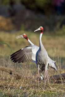 Close-up of two Sarus cranes (Grus antigone) von Panoramic Images