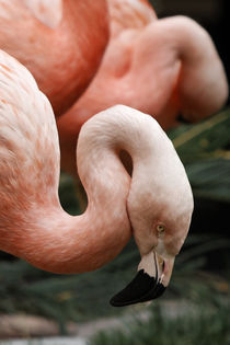 Flamingos Posing for the Camera von Eye in Hand Gallery