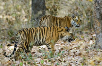 Bengal Tiger (Panthera tigris tigris) cubs walking in a forest by Panoramic Images