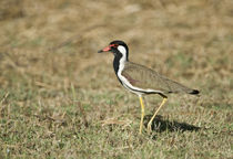 Close-up of a Red-Wattled lapwing (Vanellus indicus) by Panoramic Images
