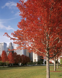 USA, Illinois, Chicago, Millennium Park, Trees in a park during Autumn von Panoramic Images