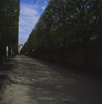 Trees on both sides of a street, Paris, France by Panoramic Images