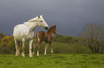 Mare and Foal, Co Derry, Ireland by Panoramic Images