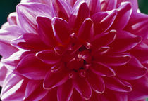 Close-up of a dahlia flower von Panoramic Images