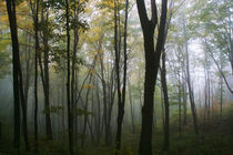 Misty Forest In Autumn von Panoramic Images