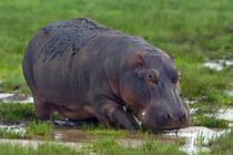 Close-up of a hippopotamus by Panoramic Images