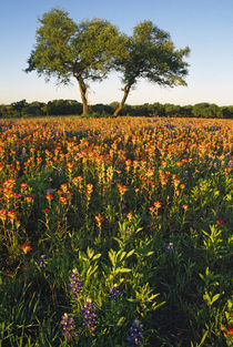 Trees In Field Of Blooming Wildflowers by Panoramic Images