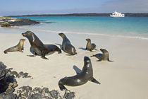 Galapagos sea lions (Zalophus wollebaeki) on the beach by Panoramic Images