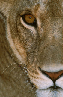 Lioness Close-Up Tanzania Africa von Panoramic Images