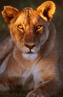 Lioness Tanzania Africa by Panoramic Images