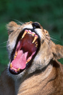 Lioness Tanzania Africa von Panoramic Images