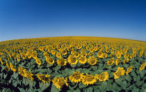Sunflowers (Helianthus annuus) in a field by Panoramic Images