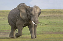 African elephant (Loxodonta Africana) running in a field by Panoramic Images