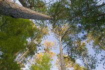 Low angle view of red pine trees growing along Lake Itaska von Panoramic Images