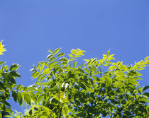 Low angle view of leaves on branches, Shiretoko Peninsula, Hokkaido, Japan by Panoramic Images