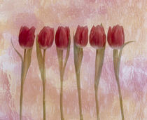 Six pink tulips  von Panoramic Images