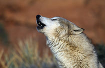 Wolf Howling by Panoramic Images