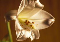 Close-up of a lily flower by Panoramic Images