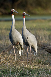 Close-up of two Sarus cranes (Grus antigone) von Panoramic Images