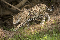 Jaguar (Panthera onca) foraging in a forest von Panoramic Images
