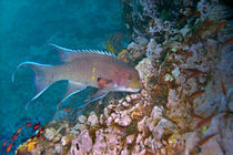 Mexican hogfish (Bodianus diplotaenia) swimming underwater von Panoramic Images