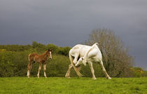 Itchy Mare and Foal, Co Derry, Ireland von Panoramic Images
