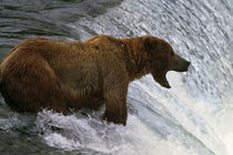 Brown bear at top of waterfall von Panoramic Images