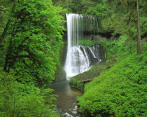 USA, Oregon, Silver Falls State Park, Waterfall in the rainforest von Panoramic Images