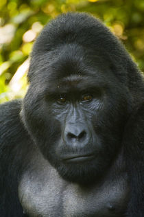 Close-up of a Mountain gorilla (Gorilla beringei beringei) von Panoramic Images