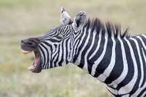 Close-up of a zebra braying von Panoramic Images