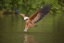 Black-Collared hawk (Busarellus nigricollis) pouncing over water for prey von Panoramic Images