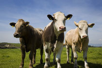 Cattle, County Waterford, Ireland by Panoramic Images