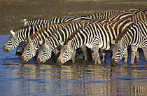 Herd of zebras drinking water von Panoramic Images