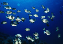 School of fish underwater, Sado, Niigata Prefecture, Japan by Panoramic Images