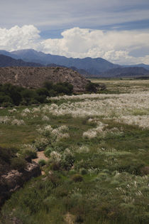 Plants in a field, El Carmen, Calchaqui Valleys, Salta Province, Argentina by Panoramic Images