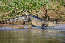 Yacare caiman (Caiman crocodilus yacare) at riverbank von Panoramic Images