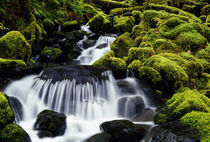Waterfall over mossy rocks, Olympic National Park, Washington, united states, von Panoramic Images