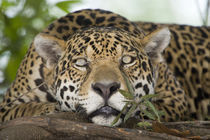 Jaguar (Panthera onca) resting on a tree trunk von Panoramic Images